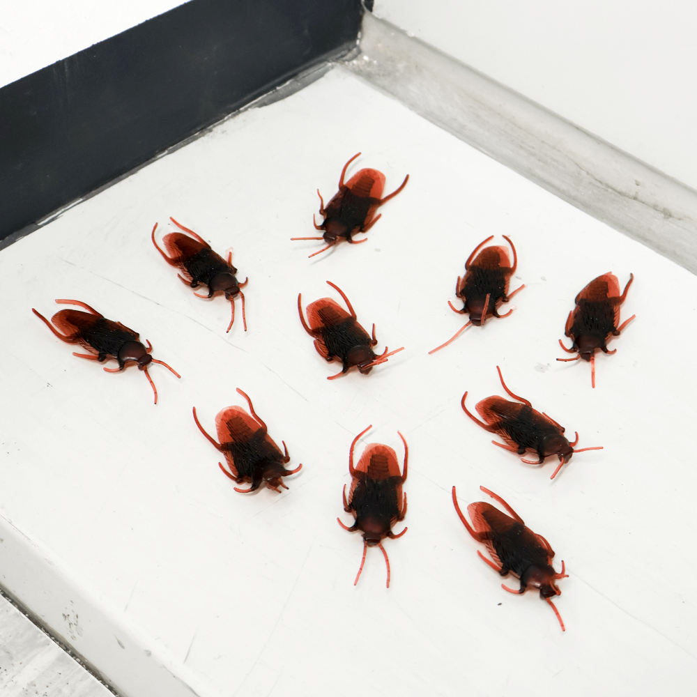 바퀴벌레 모형 10p